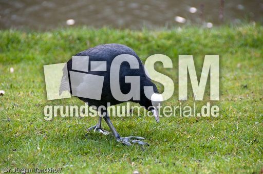 Bläßhuhn (4 von 8).jpg